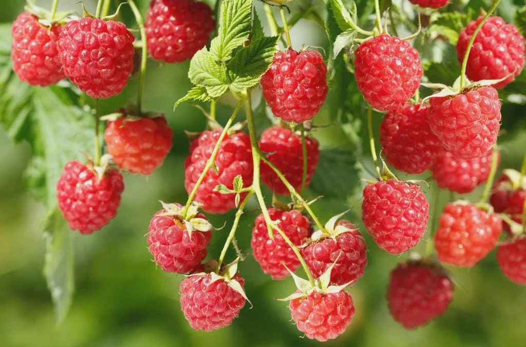 10 Canby Thornless Red Raspberry Starter Plugs - Rubus idaeus - Live Plant for Easy Harvesting - Image 5