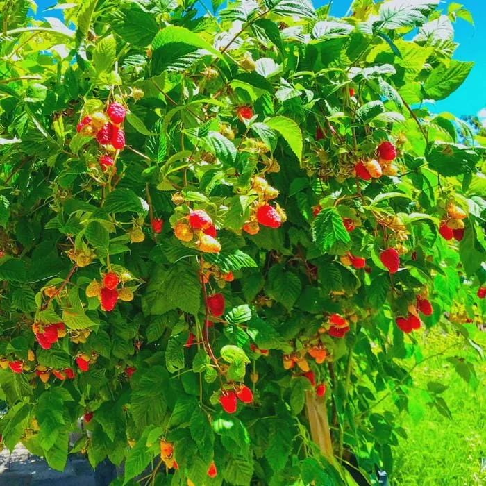 10 Canby Thornless Red Raspberry Starter Plugs - Rubus idaeus - Live Plant for Easy Harvesting - Image 6