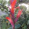 10 Canna Flower Seeds - Easy Grow, Multiple Colors, Edible Uses - Image 1