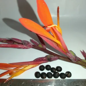 10 Canna Flower Seeds - Easy Grow, Multiple Colors, Edible Uses - Image 2