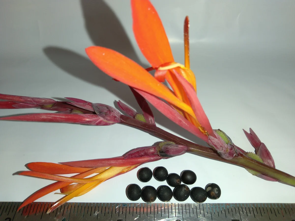 10 Canna Flower Seeds - Easy Grow, Multiple Colors, Edible Uses - Image 2