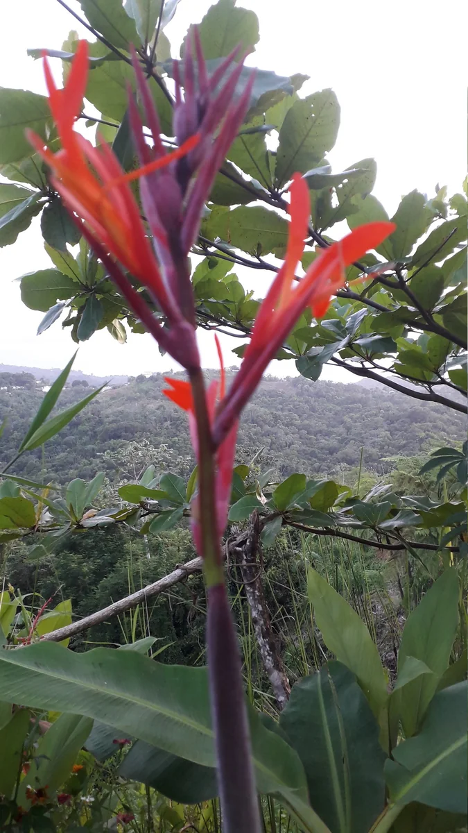 10 Canna Flower Seeds - Easy Grow, Multiple Colors, Edible Uses - Image 3