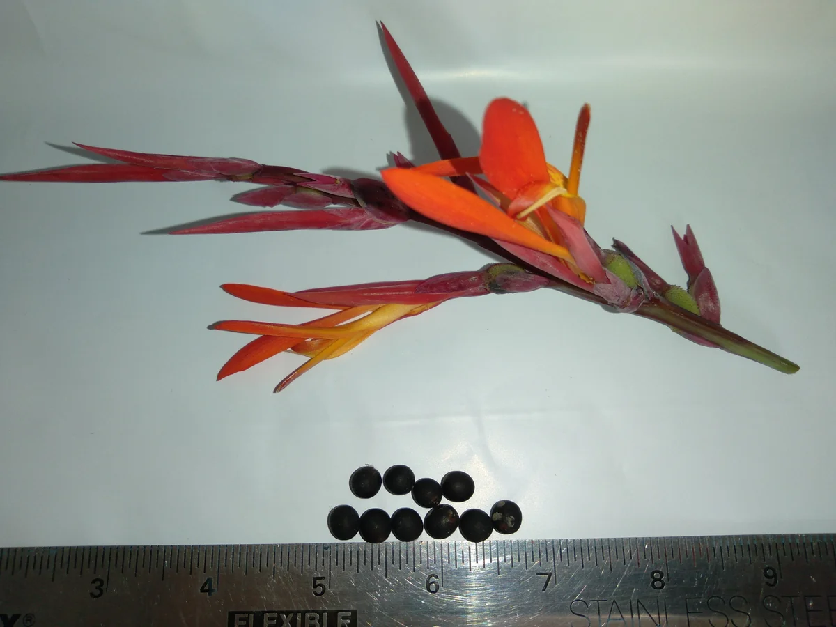 10 Canna Flower Seeds - Easy Grow, Multiple Colors, Edible Uses - Image 4