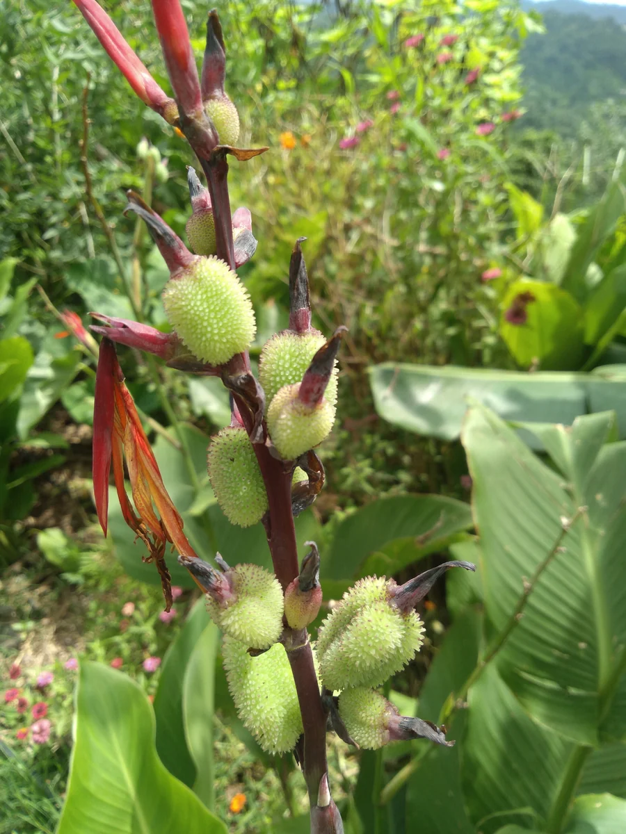 10 Canna Flower Seeds - Easy Grow, Multiple Colors, Edible Uses - Image 5