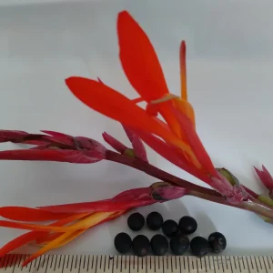 10 Canna Flower Seeds - Easy Grow, Multiple Colors, Edible Uses - Image 6