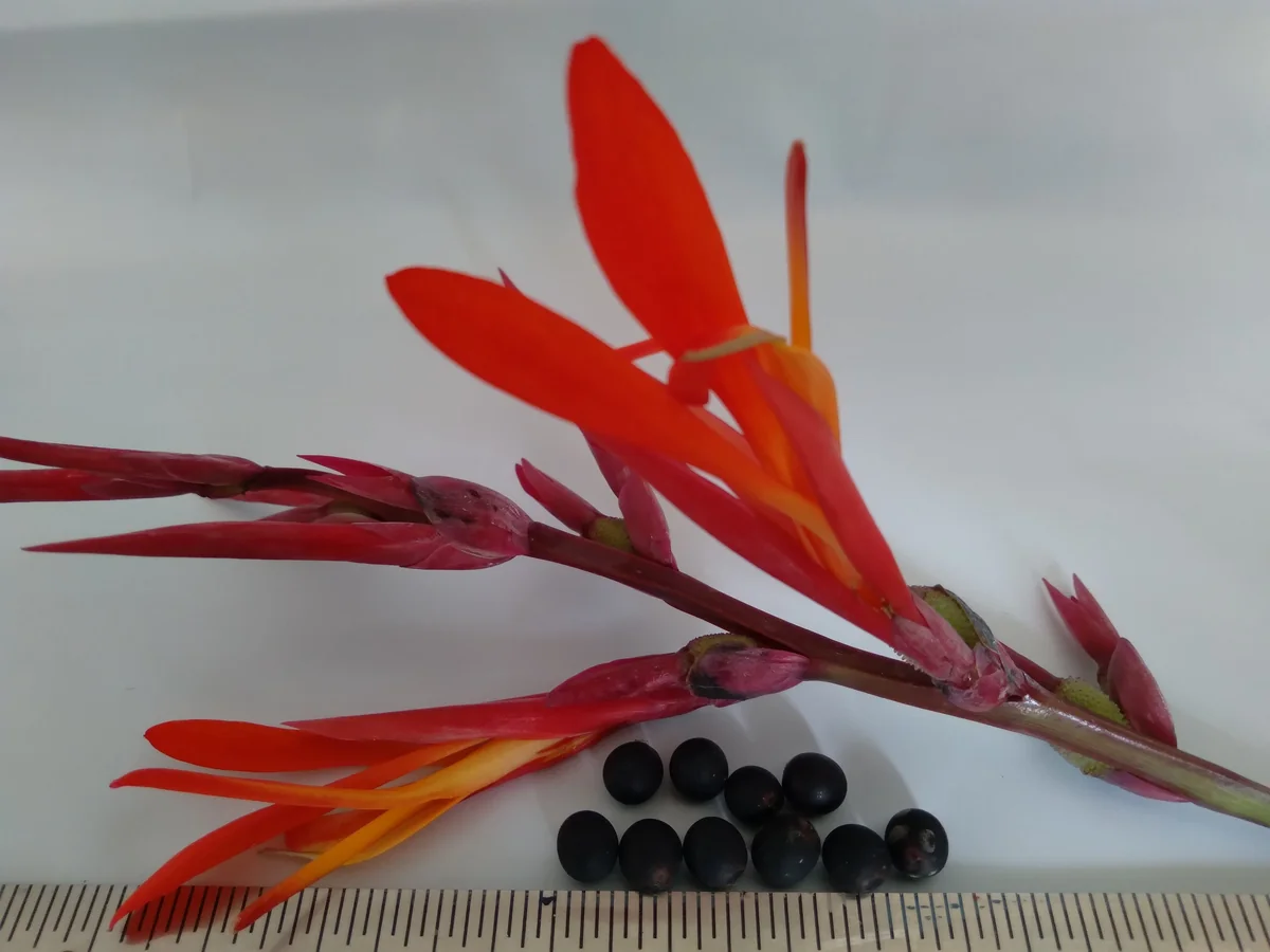 10 Canna Flower Seeds - Easy Grow, Multiple Colors, Edible Uses - Image 6