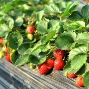 10 Cardinal Strawberry Bare Roots - Fragaria x ananassa Live Plant for Home Garden - Image 7
