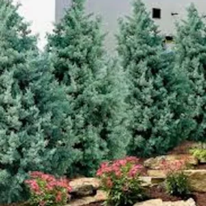 10 Carolina Sapphire Cypress Live Plants – Evergreen Starter – 4-6