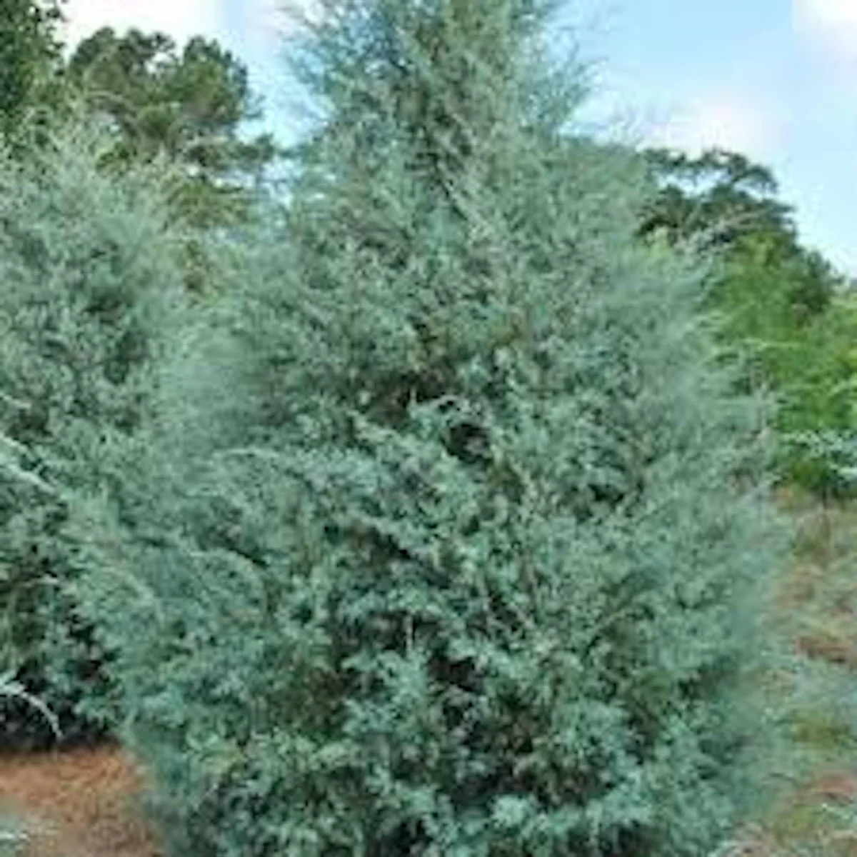 10 Carolina Sapphire Cypress Live Plants – Evergreen Starter – 4-6" Tall – Outdoor - Image 4