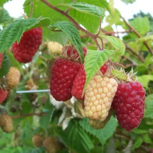 10 Cascade Delight Red Raspberry Starter Plug - Rubus idaeus - Image 3
