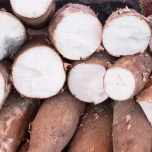 10 Cassava Cuttings - Manihot Esculenta - Easy to Grow Tuber Plant - Image 3