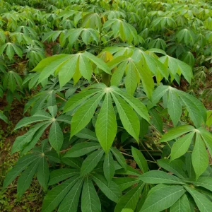 10 Cassava Cuttings - Manihot Esculenta - Easy to Grow Tuber Plant - Image 1