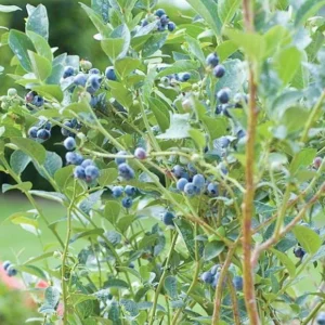 10 Chandler Blueberry Starter Plugs - Vaccinium corymbosum Live Plants - Image 7