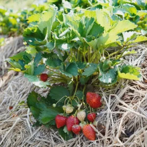 10 Chandler Strawberry Bare Roots - High-Yielding June-Bearing Plant - Image 4