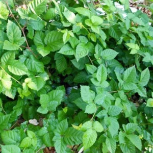 10 Chester Thornless Blackberry Starter Plugs - Live Plant for Gardens - Image 3