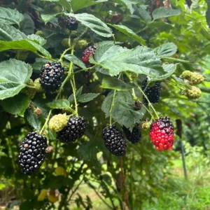 10 Chickasaw Blackberry Starter Plugs - Rubus fruticosus Live Plants for Zones 5-9 - Image 2