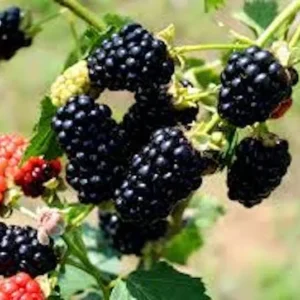 10 Chickasaw Blackberry Starter Plugs - Rubus fruticosus Live Plants for Zones 5-9 - Image 3