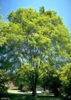 10 Chinese Lacebark Elm Bare Root Seedlings 6-12" - Outdoor Live Plant - Image 2