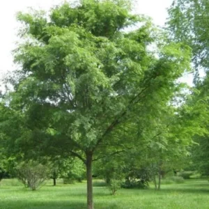 10 Chinese Lacebark Elm Bare Root Seedlings 6-12