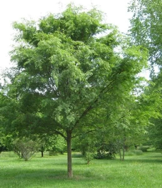 10 Chinese Lacebark Elm Bare Root Seedlings 6-12" - Outdoor Live Plant - Image 1