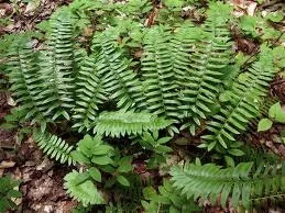 10 Christmas Fern Bulbs – Polystichum Acrostichoides – Evergreen Foliage - Image 1