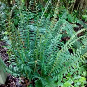 10 Christmas Ferns Bare Root Plants - Polystichum Acrostichoides Perennial Evergreen Native Wildflower - Image 1