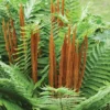 10 Cinnamon Fern Rhizomes - Osmundastrum Cinnamomeum Bare Root for Landscaping, Deciduous Outdoor Ferns - Image 1