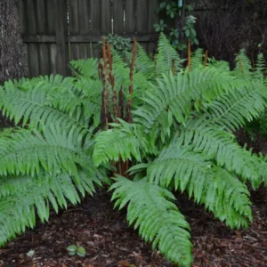10 Cinnamon Fern Rhizomes - Osmundastrum Cinnamomeum Bare Root for Landscaping, Deciduous Outdoor Ferns - Image 2
