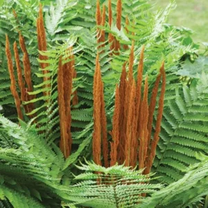 10 Cinnamon Fern Rhizomes - Osmundastrum Cinnamomeum Bare Root for Landscaping, Deciduous Outdoor Ferns - Image 1