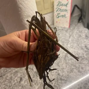 10 Cinnamon Fern Rhizomes - Osmundastrum Cinnamomeum Bare Root for Landscaping, Deciduous Outdoor Ferns - Image 6