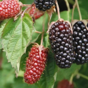 10 Columbia Star Thornless Blackberry Starter Plugs - Live Plants - Image 1
