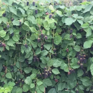 10 Columbia Star Thornless Blackberry Starter Plugs - Live Plants - Image 4