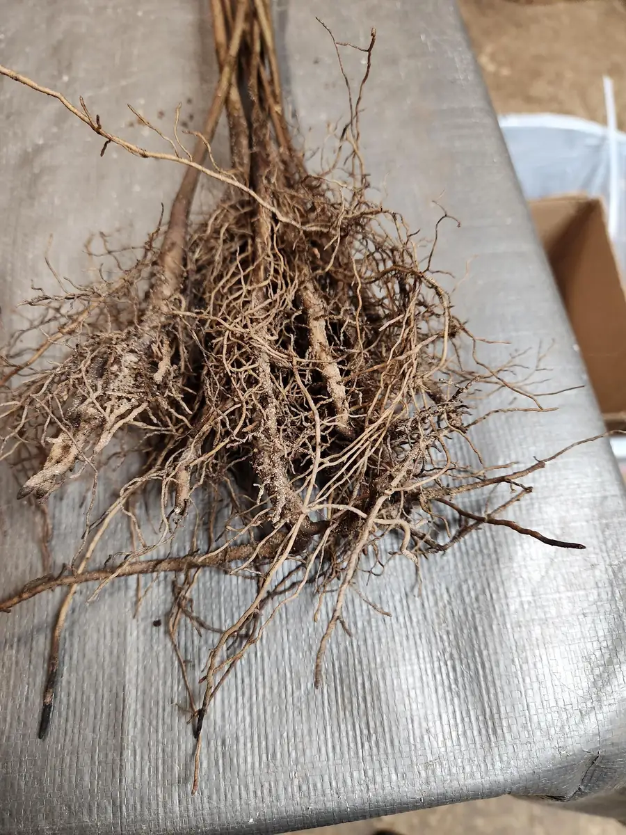 10 Common Paw Paw Live Plants 12" Bareroot - Asimina Triloba Edible Fruit Tree - Image 2