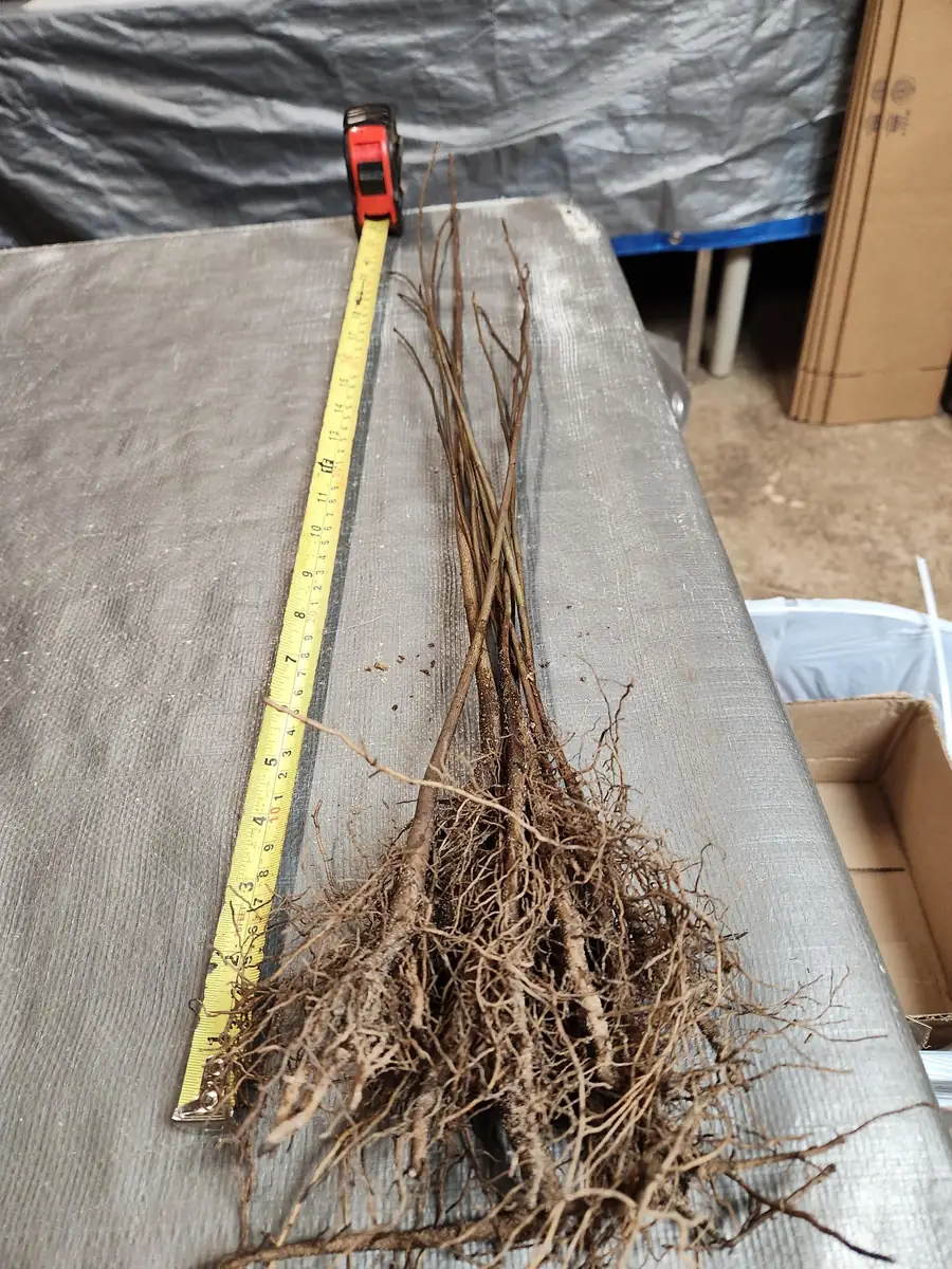 10 Common Paw Paw Live Plants 12" Bareroot - Asimina Triloba Edible Fruit Tree - Image 3