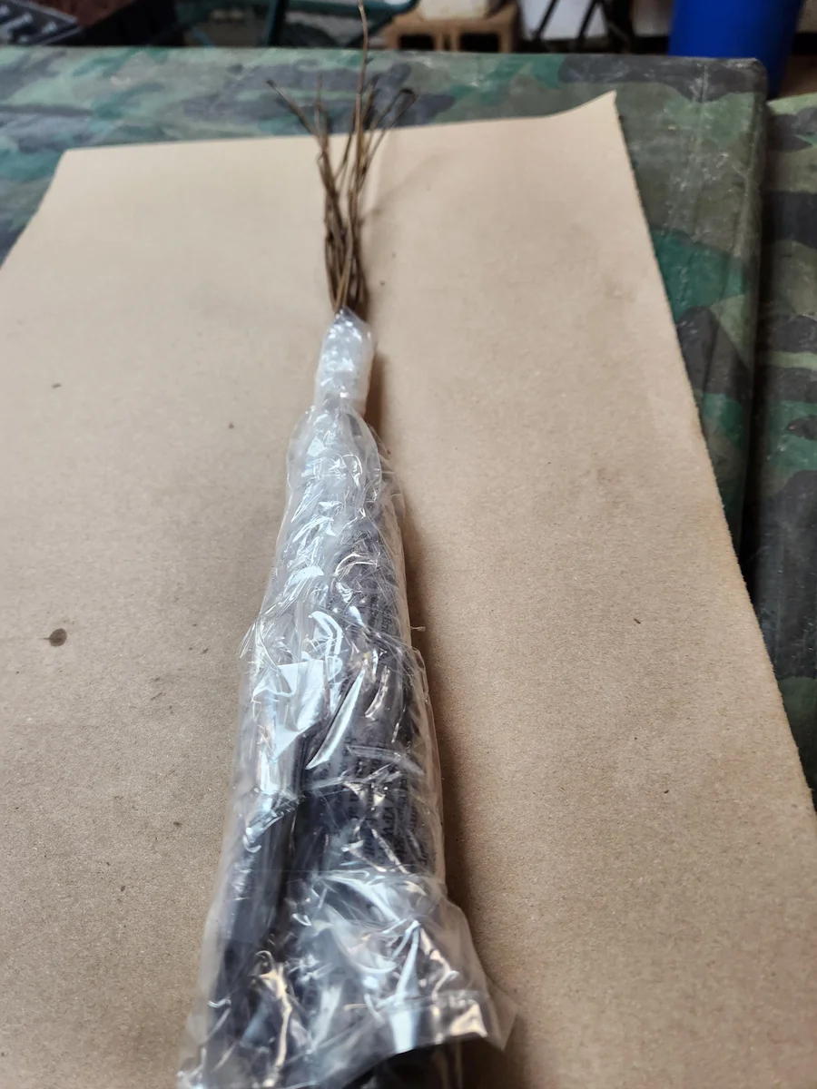 10 Common Paw Paw Live Plants 12" Bareroot - Asimina Triloba Edible Fruit Tree - Image 4