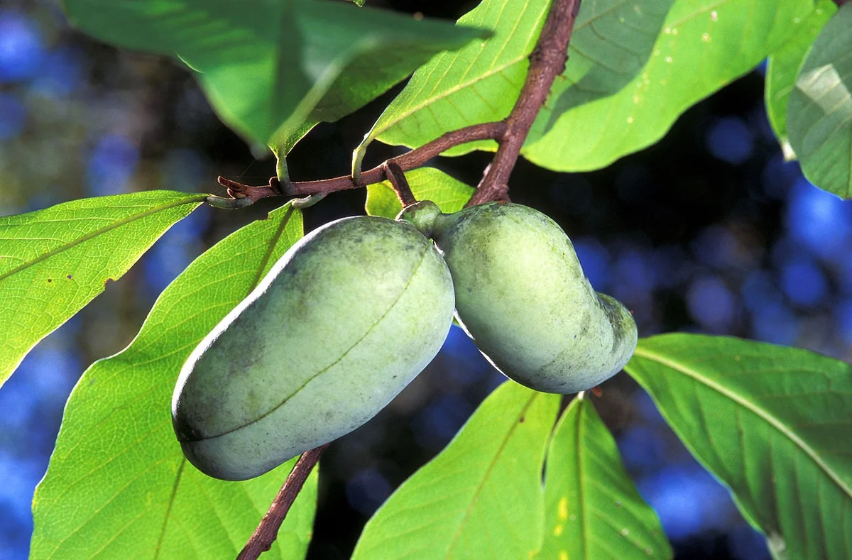 10 Common Paw Paw Live Plants 12" Bareroot - Asimina Triloba Edible Fruit Tree - Image 1