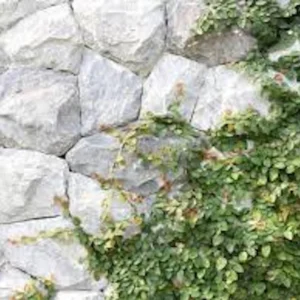 10 Creeping Fig Starter Plants - Ficus pumila Live Bare Root Vine - Image 2