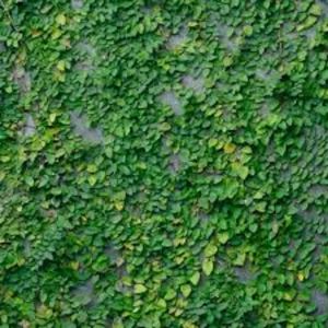 10 Creeping Fig Starter Plants - Ficus pumila Live Bare Root Vine - Image 1