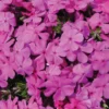 10 Creeping Phlox Pink Diamond Starter Plugs - Pink Flowering Groundcover - Image 1