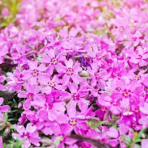 10 Creeping Phlox Pink Diamond Starter Plugs - Pink Flowering Groundcover - Image 2