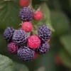 10 Cumberland Black Raspberry Live Plants - Rubus occidentalis - 2 Year Old Fruit Plant - Image 1