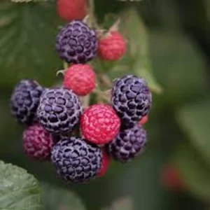 10 Cumberland Black Raspberry Live Plants - Rubus occidentalis - 2 Year Old Fruit Plant - Image 1