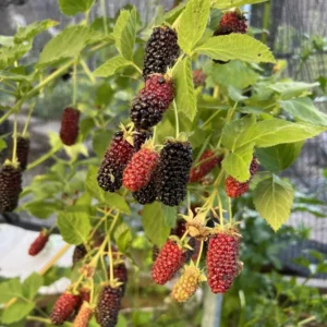 10 Darrow Blackberry Starter Plugs - Rubus fruticosus Live Plants - Cold Hardy Fruit Bush - Image 3
