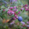 10 Darrow's Native Blueberry Starter Plug Plants - Vaccinium darrowii - Image 1