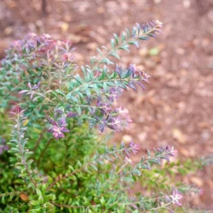 10 Darrow's Native Blueberry Starter Plug Plants - Vaccinium darrowii - Image 2