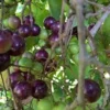 10 Delicious Muscadine Grape Vine Vitis Rotundifolia Live Starter Plant - Image 1