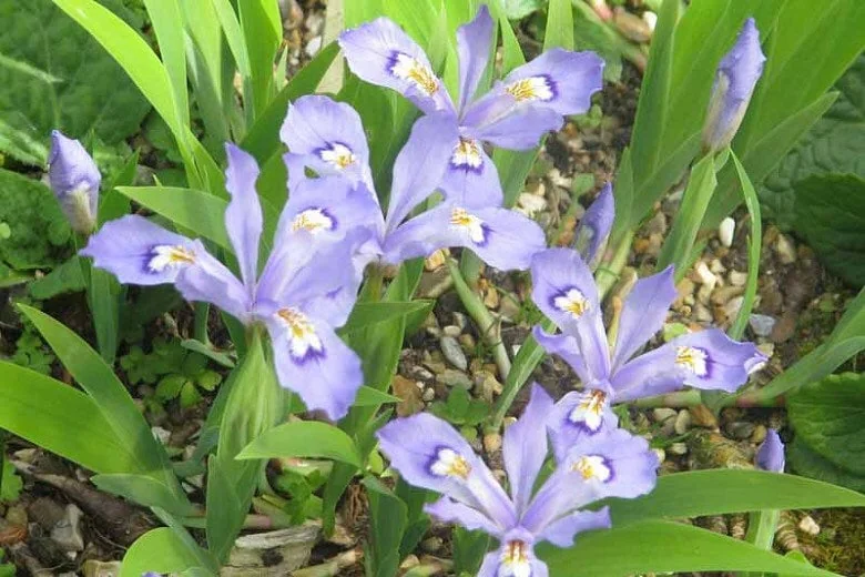 10 Dwarf Crested Iris Plants Bare Root - Iris Cristata Native Wildflower - Image 10