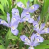 10 Dwarf Crested Iris Plants Bare Root - Iris Cristata Native Wildflower - Image 1