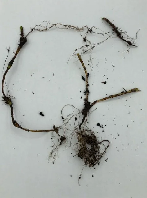 10 Dwarf Crested Iris Plants Bare Root - Iris Cristata Native Wildflower - Image 8