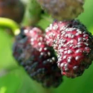 10 Dwarf Everbearing Mulberry Tree Starters - Bare Root Fruit Plant, Cold Hardy - Image 4
